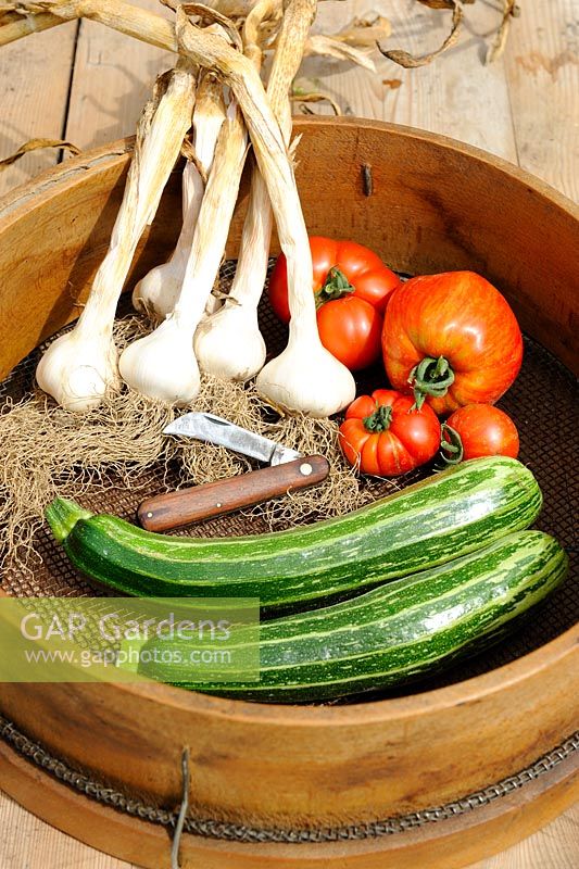 Traditional wooden garden sieve with harvest of courgettes, tomatoes and garlic