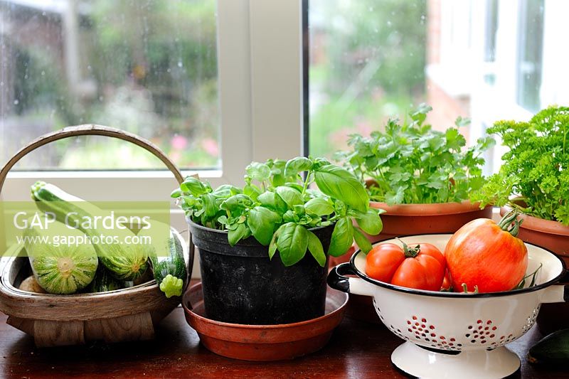 Conservatory windowsill with pots of basil, coriander and parsley, wooden trug of courgettes and colander of home growm tomatoes