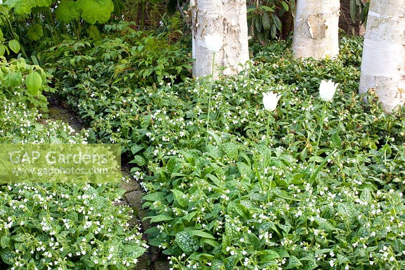 Pulmonaria 'Sissinghurst White' and Tulipa 'White Triumphator'