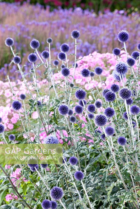 Border with Echinops ritro 'Veitch's Blue' and Phlox
