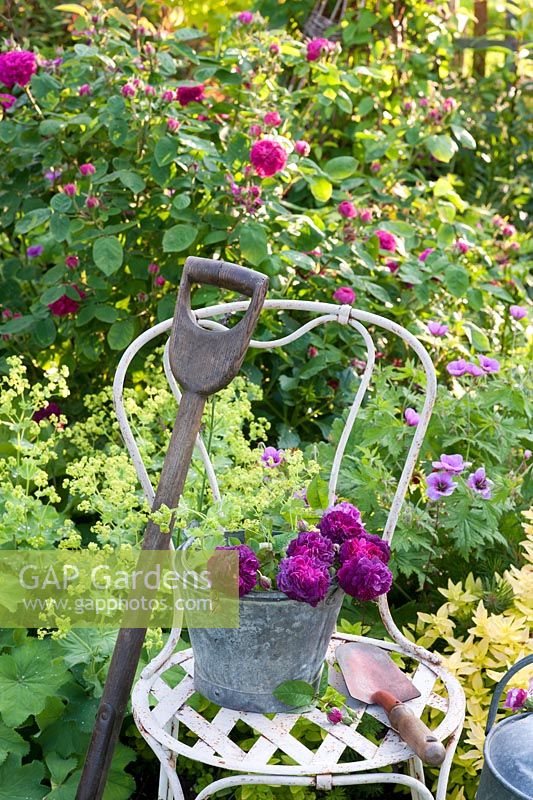 Old roses with Alchemilla mollis displayed in metal bucket on antique chair with garden tools. Varieties include Rosa 'Rose de Rescht' and 'Reine de Violettes'
