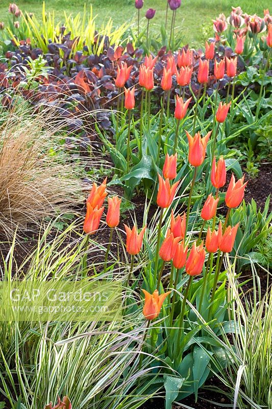Spring border with Tulipa 'Ballerina' and 'Artist', grasses and Phylegis 'Red Indian'