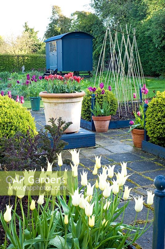 Spring vegetable garden with Tulipa 'Sophoro'. In containers Tulipa 'Roccocco' and 'Purple Dream'