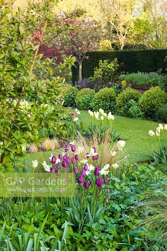 Spring border with Tulipa 'Recreado' and 'Spring Green'. Other plants include Stipa, Hellebores and Narcissus 'Thalia'

