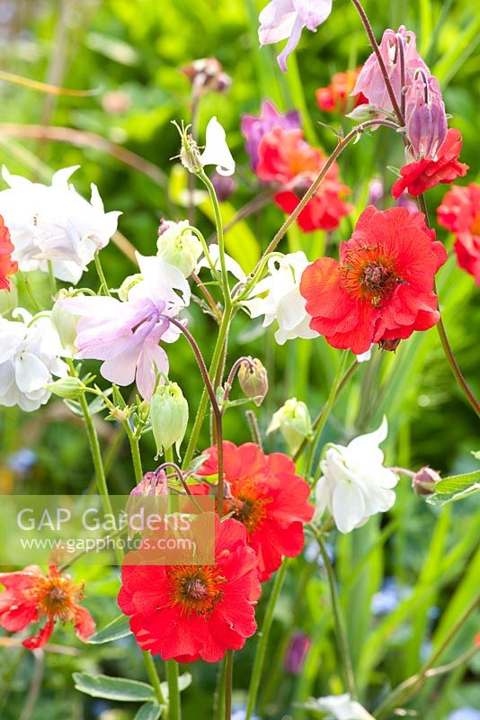 Geum 'Red Wings' with Aquilegia