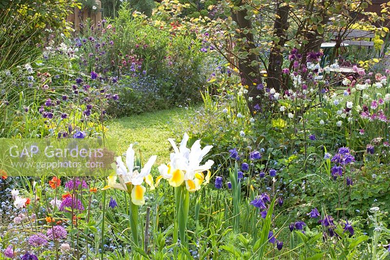 Cottage garden with Aquilegia and Iris hollandica 'Apollo'