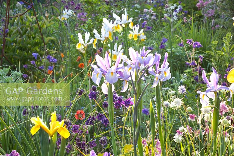 Iris hollandica, Aquilegia and Geum