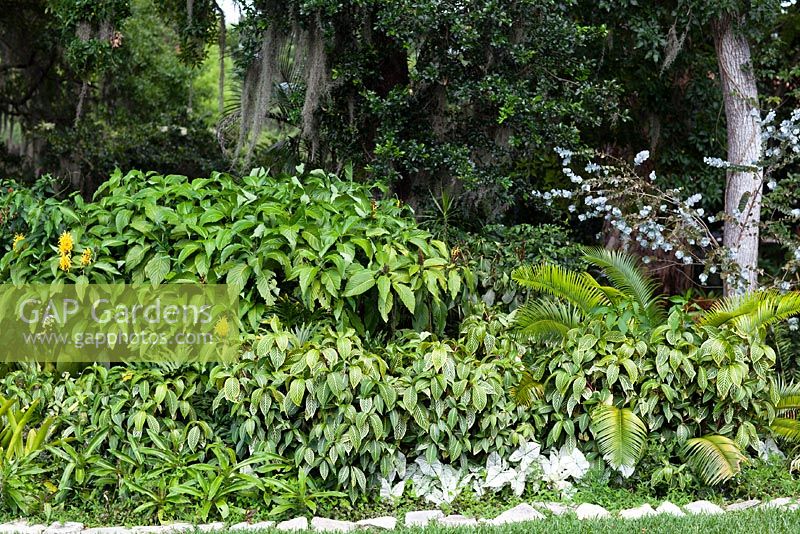 Mixed border of Bromeliads, Cycads, Justicia aurea - Yellow Jacobinia, Caladium x hortulanum 'White Christms', and Codiaeum variegatum pictum - Croton Plant - Albin Polasek Museum 