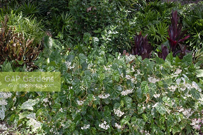 Begonia odorata 'Alba' with Caladium x hortulanum 'White Christmas'