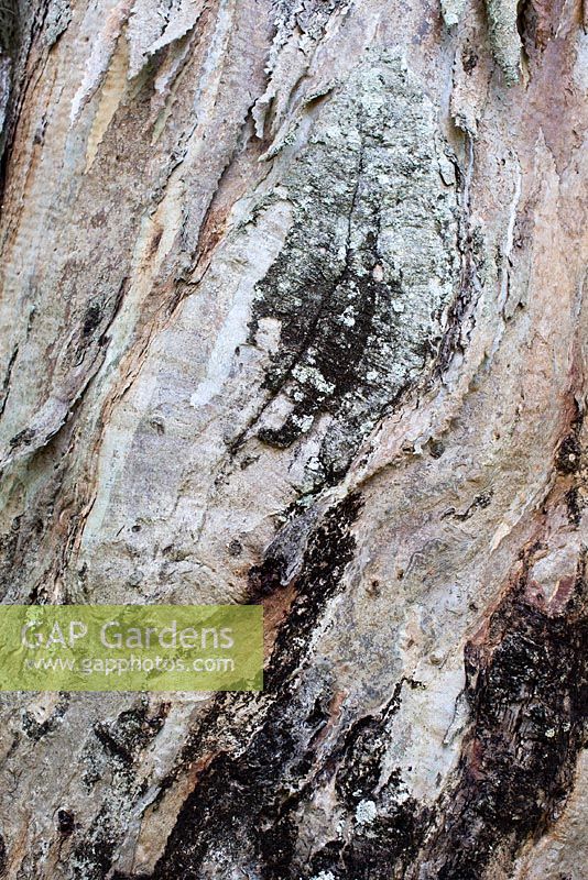 Bark detail of a Eucalyptus deglupta - Rainbow Eucalyptus