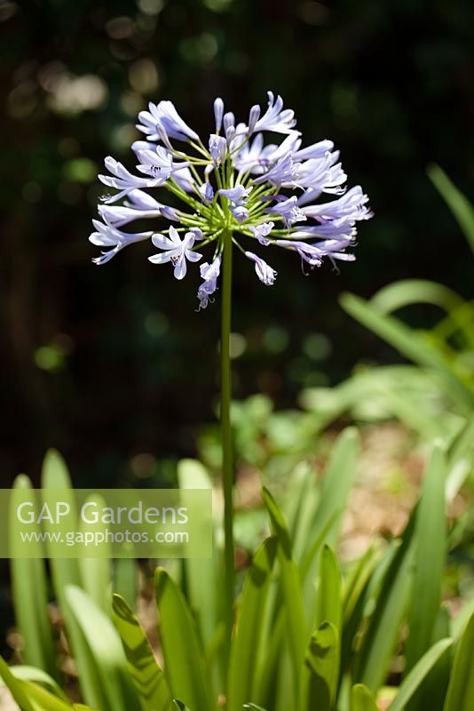 Agapanthus - African Lily