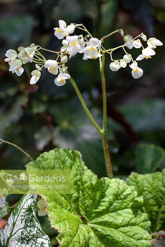 Cane-stemmed Begonia