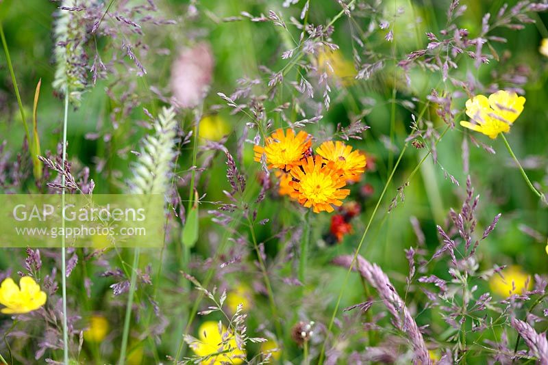 Hieracium brunneocroceum - Orange Hawkbit also known as Fox and Cubs amongst meadow grasses