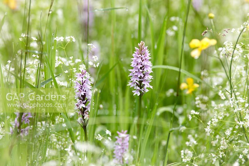 Dactylorhiza fuchsii - Common Spotted Orchid