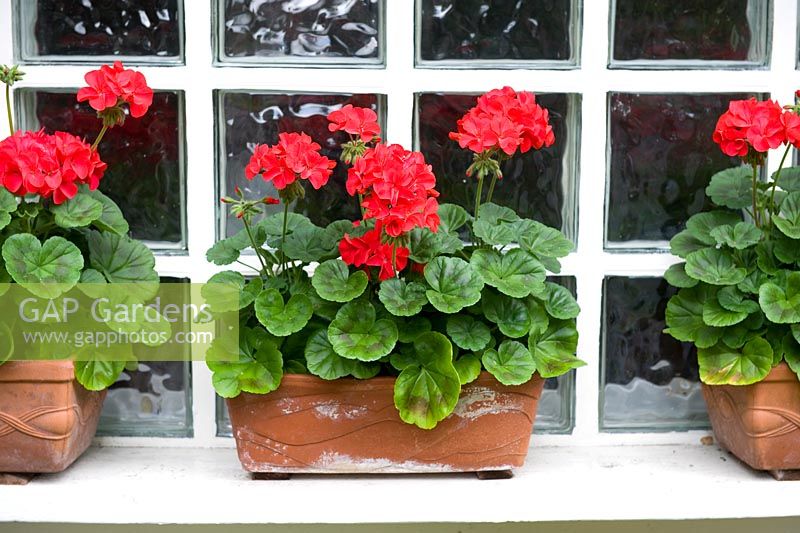 Pelargoniums planted in teracotta troughs and placed on a windowsil. 
