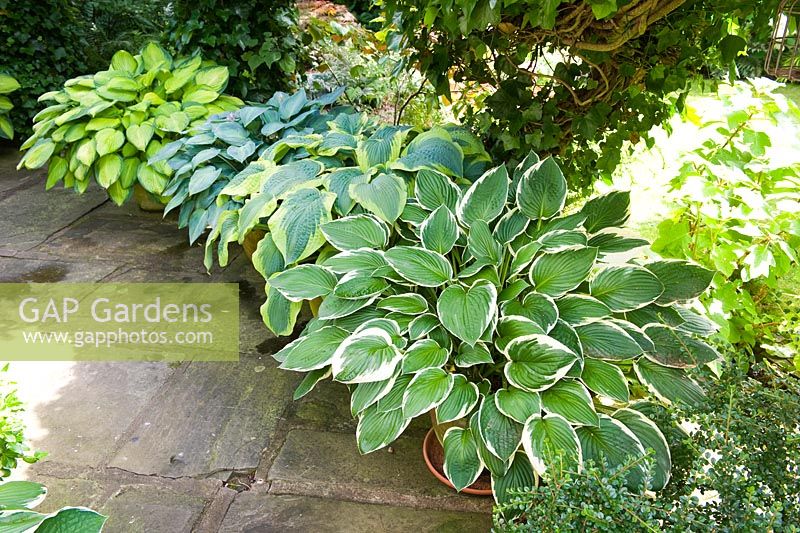 Hostas on a shady patio in teracotta pots (left to right) 'Gold standard', 'June', 'Frances Williams' and 'Patriot'