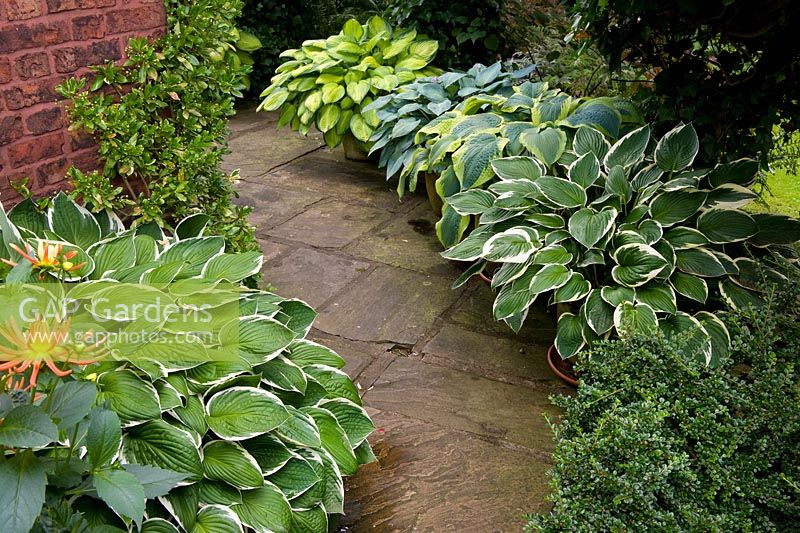 Hostas planted in teracotta pots flanking a stone flagged path. 'Gold Standard', 'June' and 'Frances Williams'