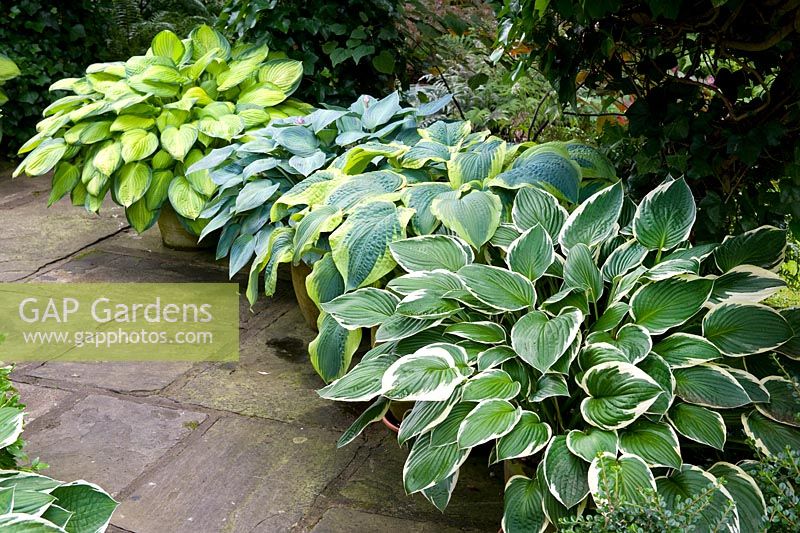 Hostas planted in teracotta pots flanking a stone flagged path (top to bottom) 'Gold Standard', 'June' and 'Frances Williams' 