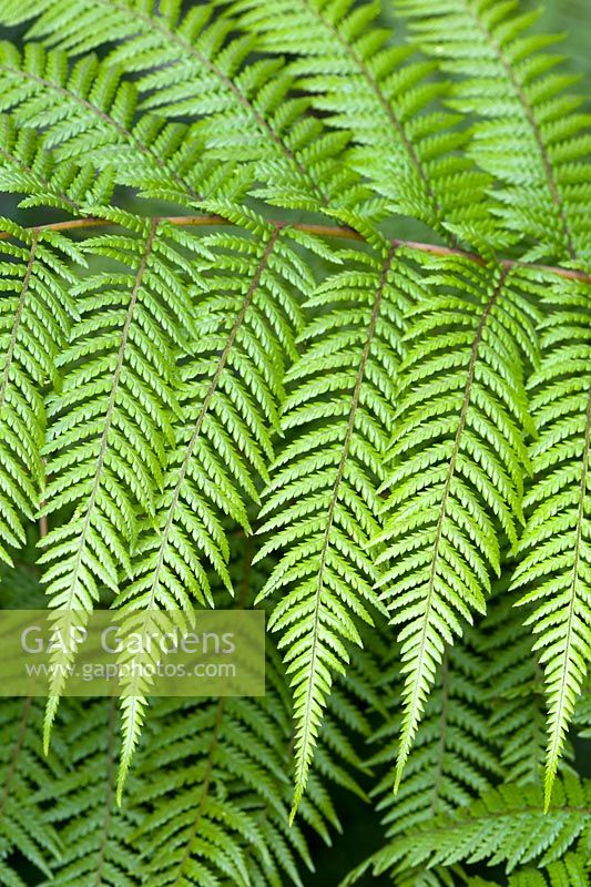 Tree fern detail in close up