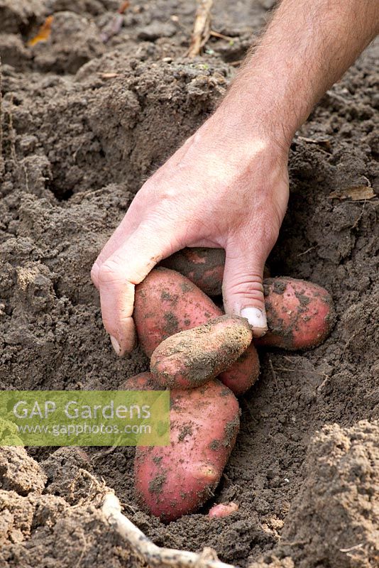Harvesting potatoes - Solanum tuberosum 'Laura'