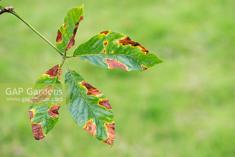 Aesculus x glaucescens leaves changing colour