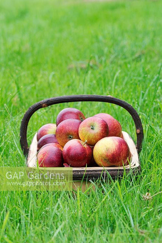 Malus domestica - Apple 'Nuvar Freckles' in a wooden trug