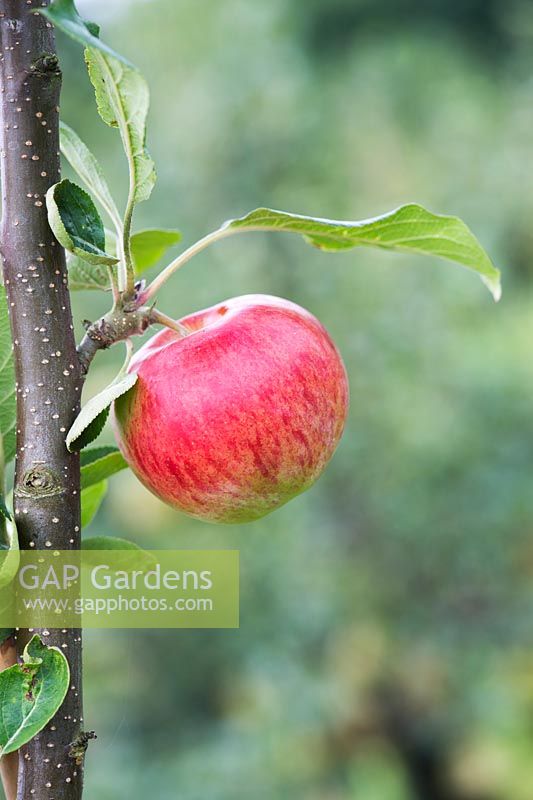 Malus domestica - Apple 'Santana' on a tree
