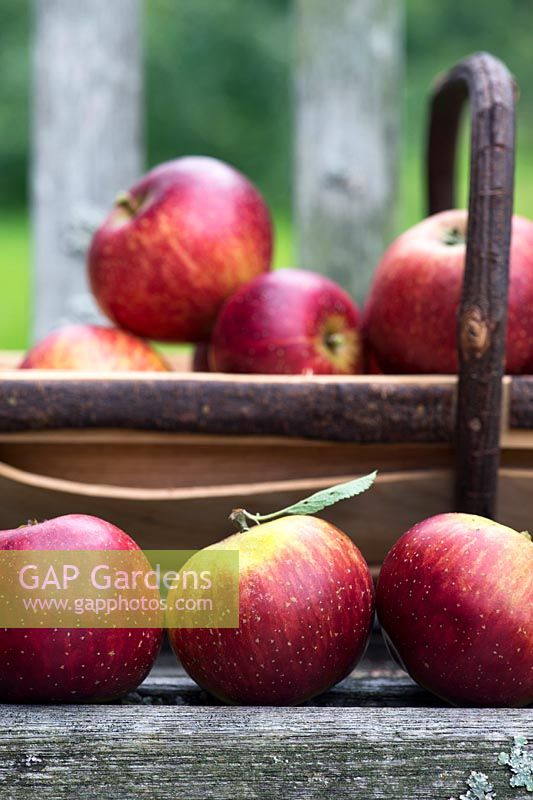 Malus domestica - Apple 'Nuvar Freckles' on a garden bench in front of a wooden trug