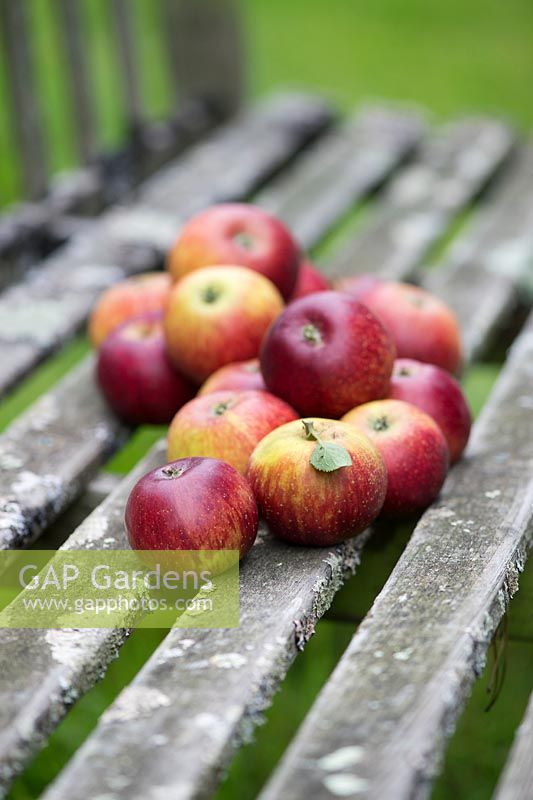 Malus domestica - Apple 'Nuvar Freckles' on a garden bench