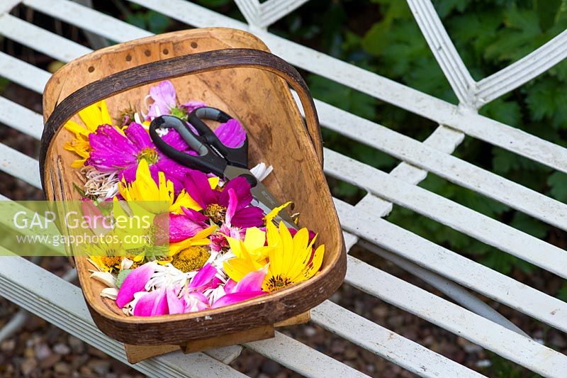 Dead headed flowers in trug with scissors on a garden seat