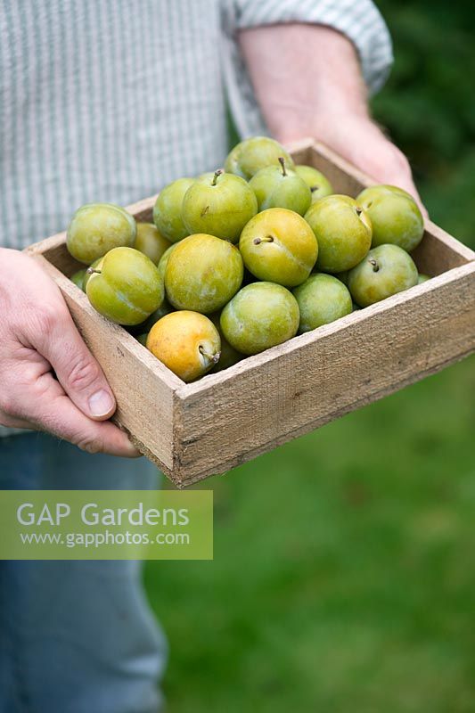 Prunus Domestica - Gardener holding Greengages in a wooden tray