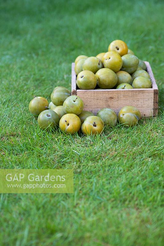 Prunus Domestica - Greengages in a wooden tray on a lawn