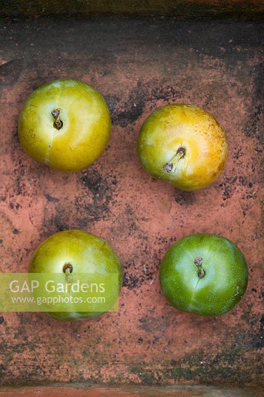 Prunus Domestica - Greengages 