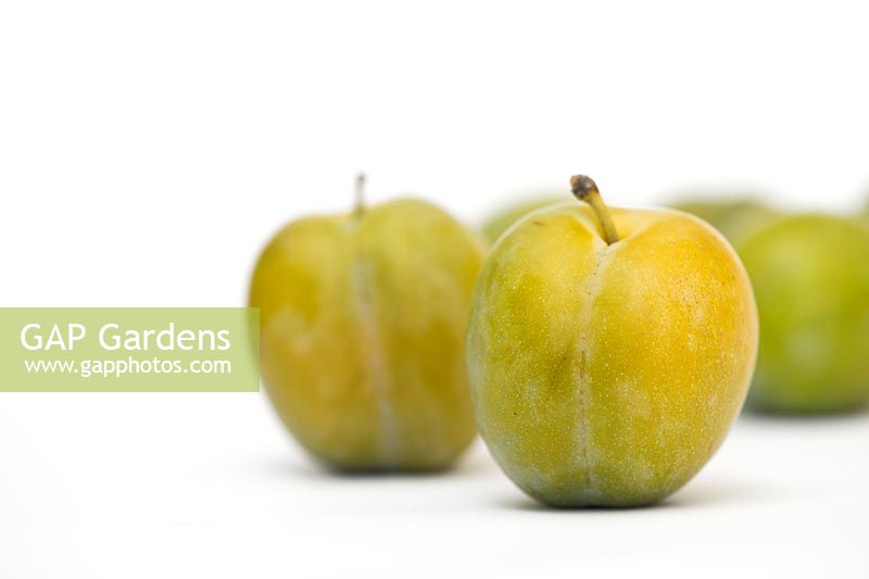 Prunus Domestica - Greengages on white background