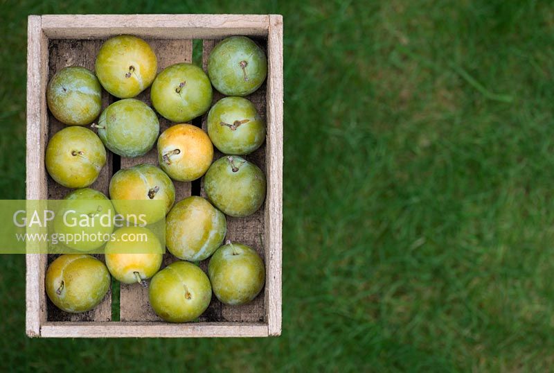 Prunus Domestica - Greengages in a wooden tray