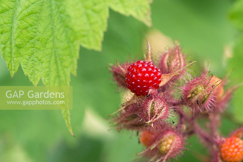 Rubus Phoenicolasius - Japanese wineberry 