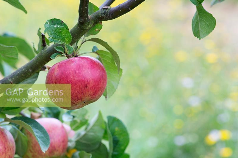 Malus Domestica - Apple 'Lena'
