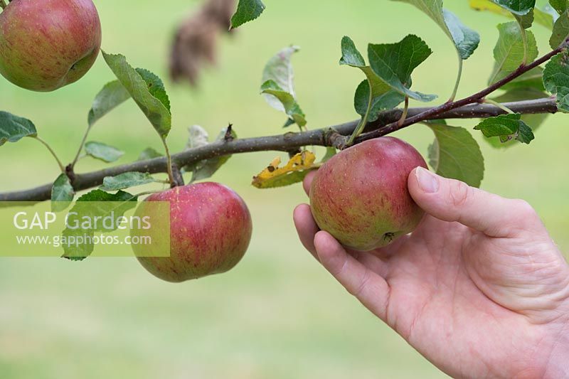 Malus Domestica - Hand picking Apple 'Lena' from the tree