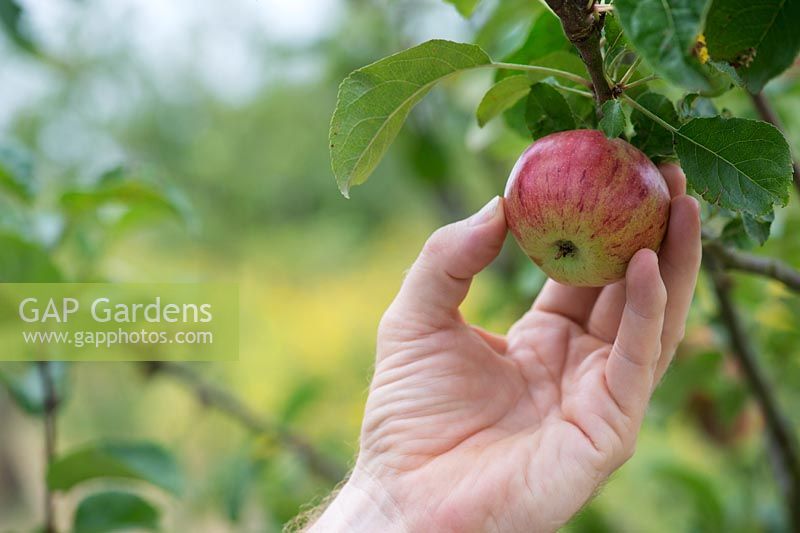 Malus Domestica - Hand picking Apple 'Lena' from the tree