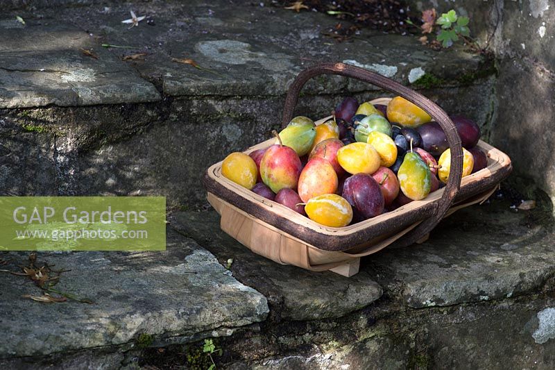 Prunus Domestica - Different varieties of Plums in a wooden trug on garden steps