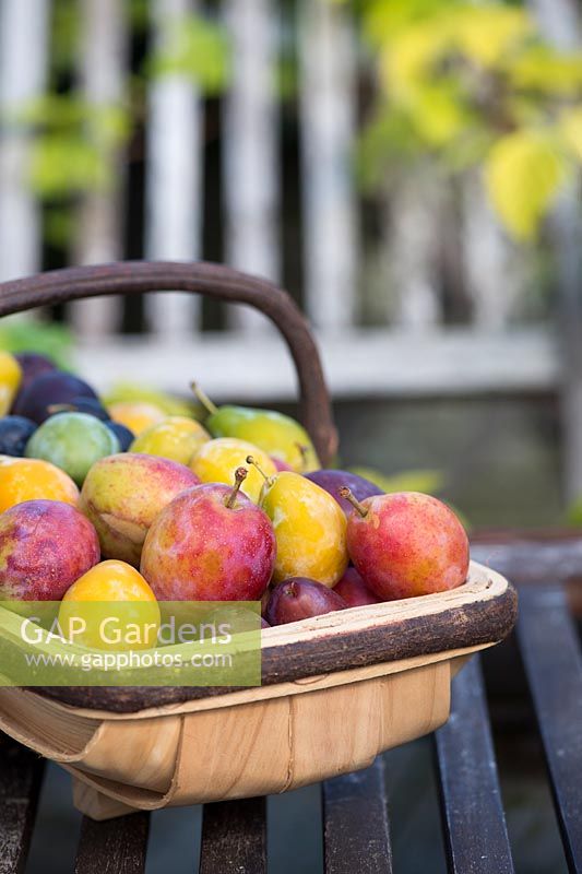 Prunus Domestica - Different varieties of Plums in a trug on a garden seat