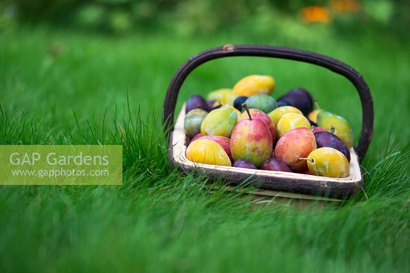 Prunus Domestica - Different varieties of Plums in a trug on a lawn
