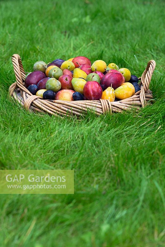 Prunus Domestica - Different varieties of Plums in a wicker basket on a lawn