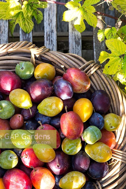Prunus Domestica - Different varieties of Plums in a wicker basket on garden seat