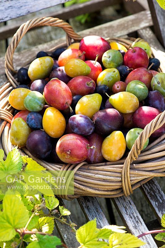 Prunus Domestica - Different varieties of Plums in a wicker basket on garden seat 