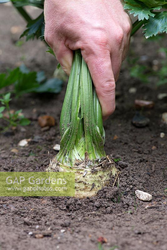 Apium graveolens - Hand pulling up Celeriac prinz in a vegetable patch
