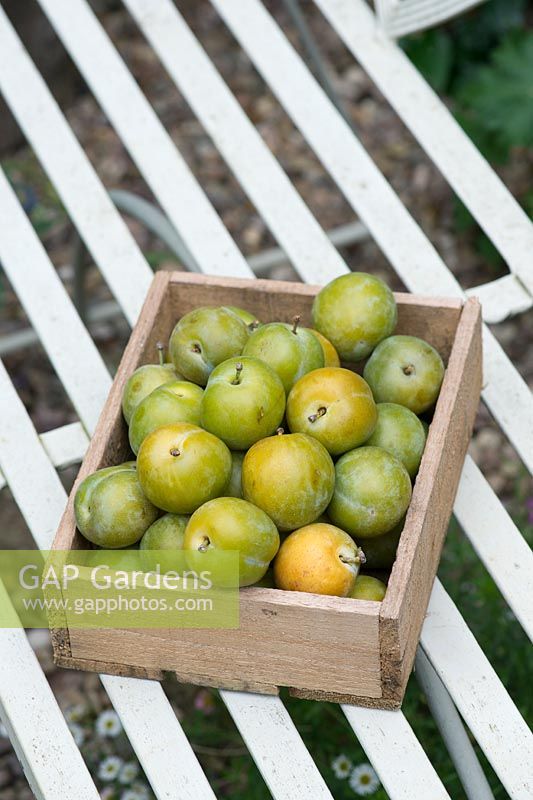 Prunus Domestica - Greengages in a wooden tray on a garden seat
