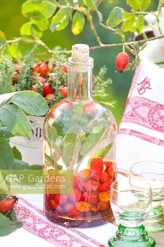 Bottle of Rose hip liqueur on garden table 