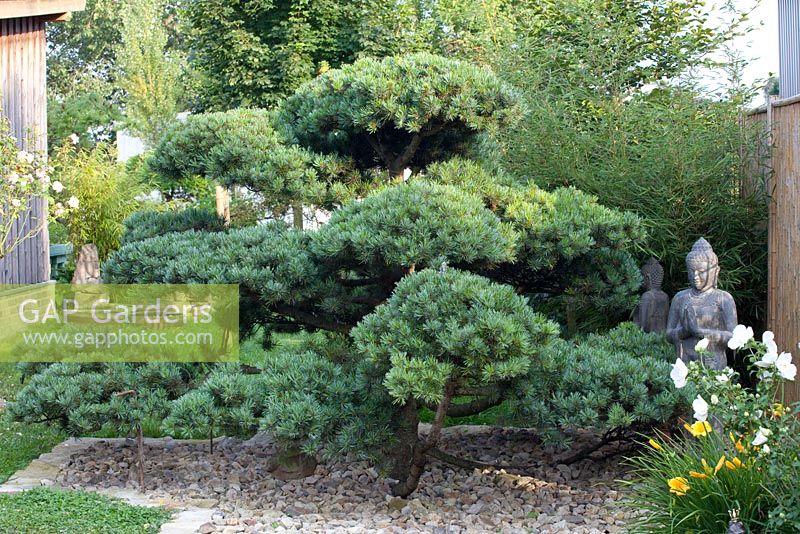 Pinus parviflora - white pine and Buddha statue 