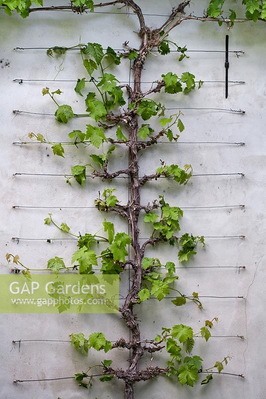 Vitis viniphera trained against the wall, De Romantische tuin - The Romantic Garden of Dina Deferme and Tony Pirotte